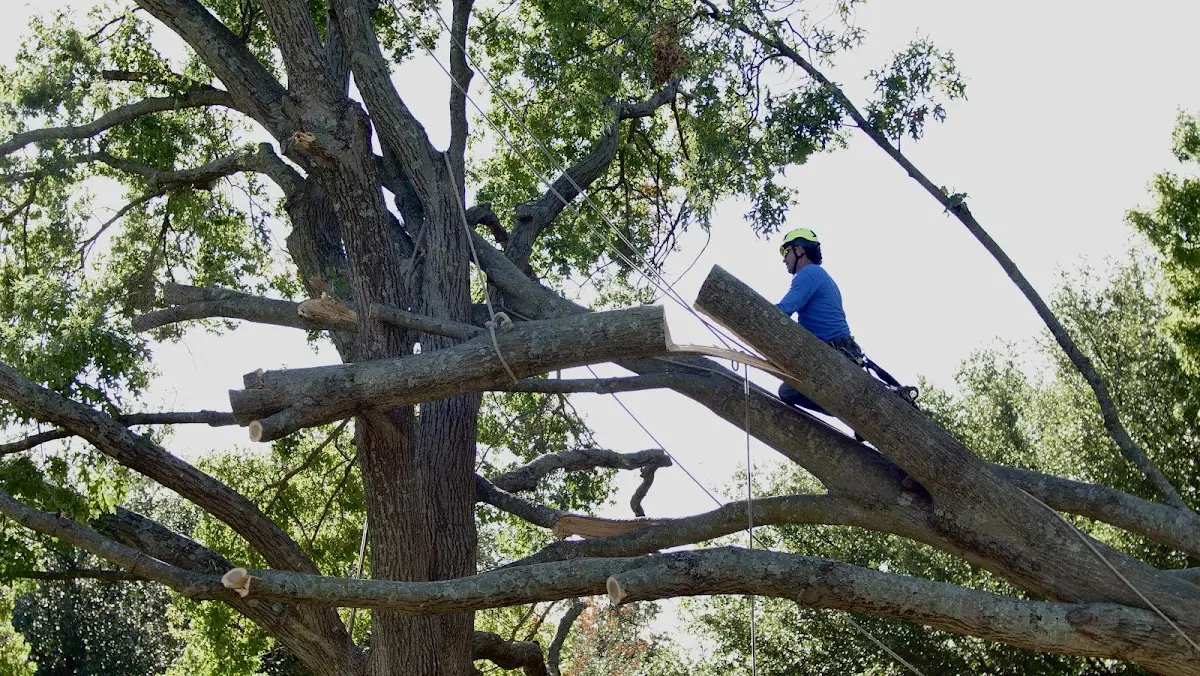 Professional Crown Thinning performed by certified arborists in Essex Junction
