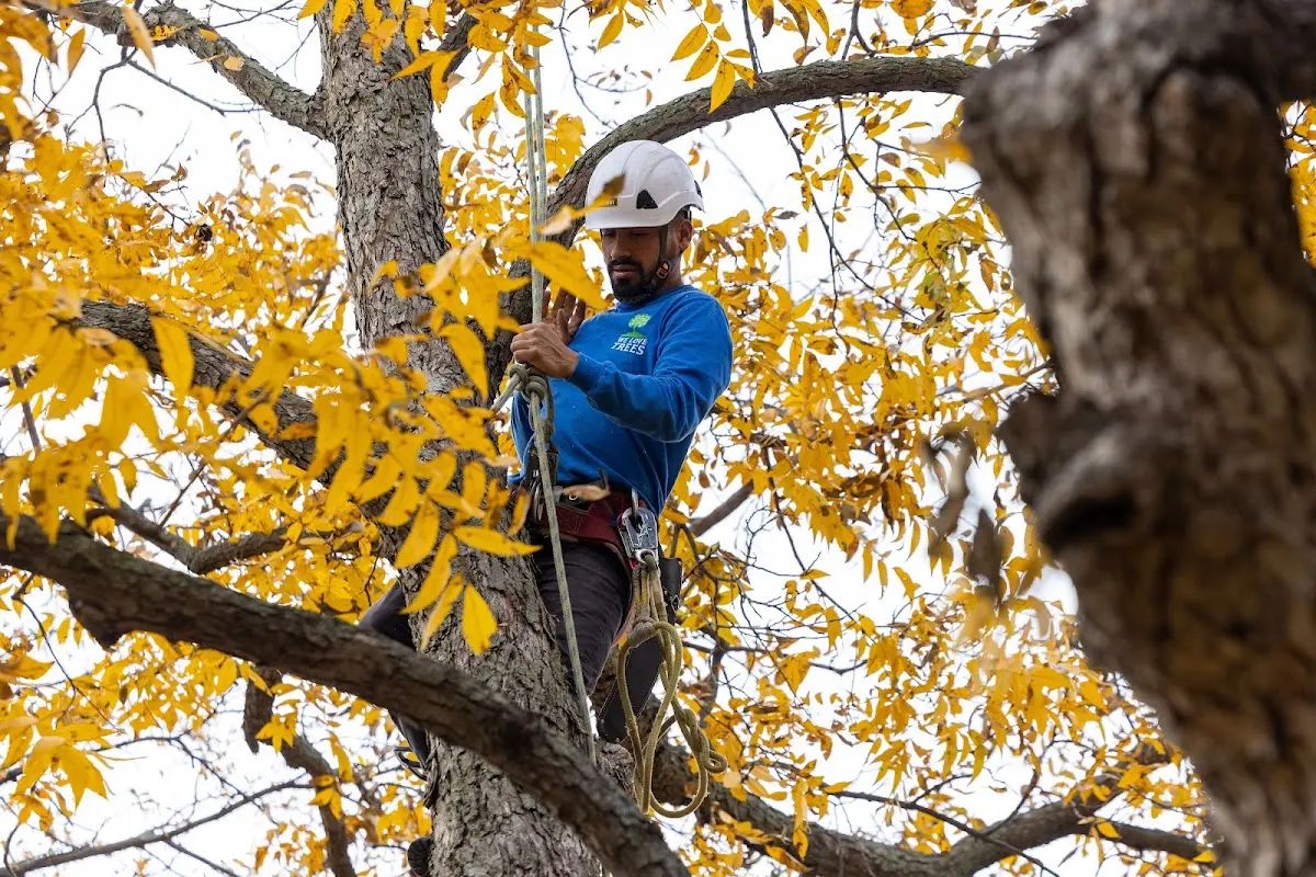 Skilled Tree Pruning crew working in Essex Junction