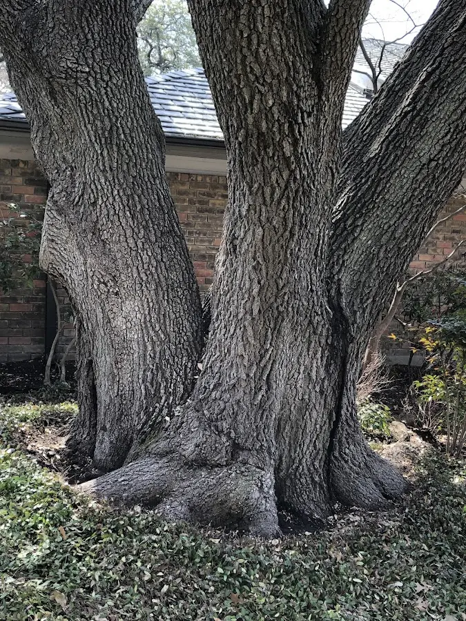 Mature heritage tree close to a Essex Junction property cared for by certified arborists